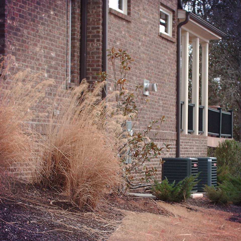 Tree and soil before improvement, compacted and unhealthy