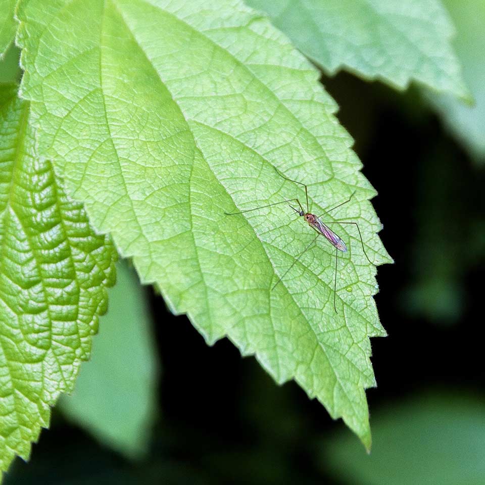 Mosquito larvae in soil, illustrating breeding grounds