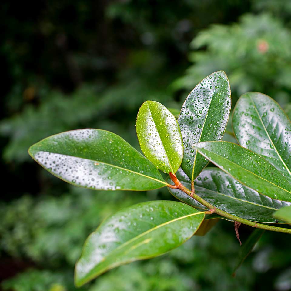 Plant with soil test kit, illustrating soil analysis