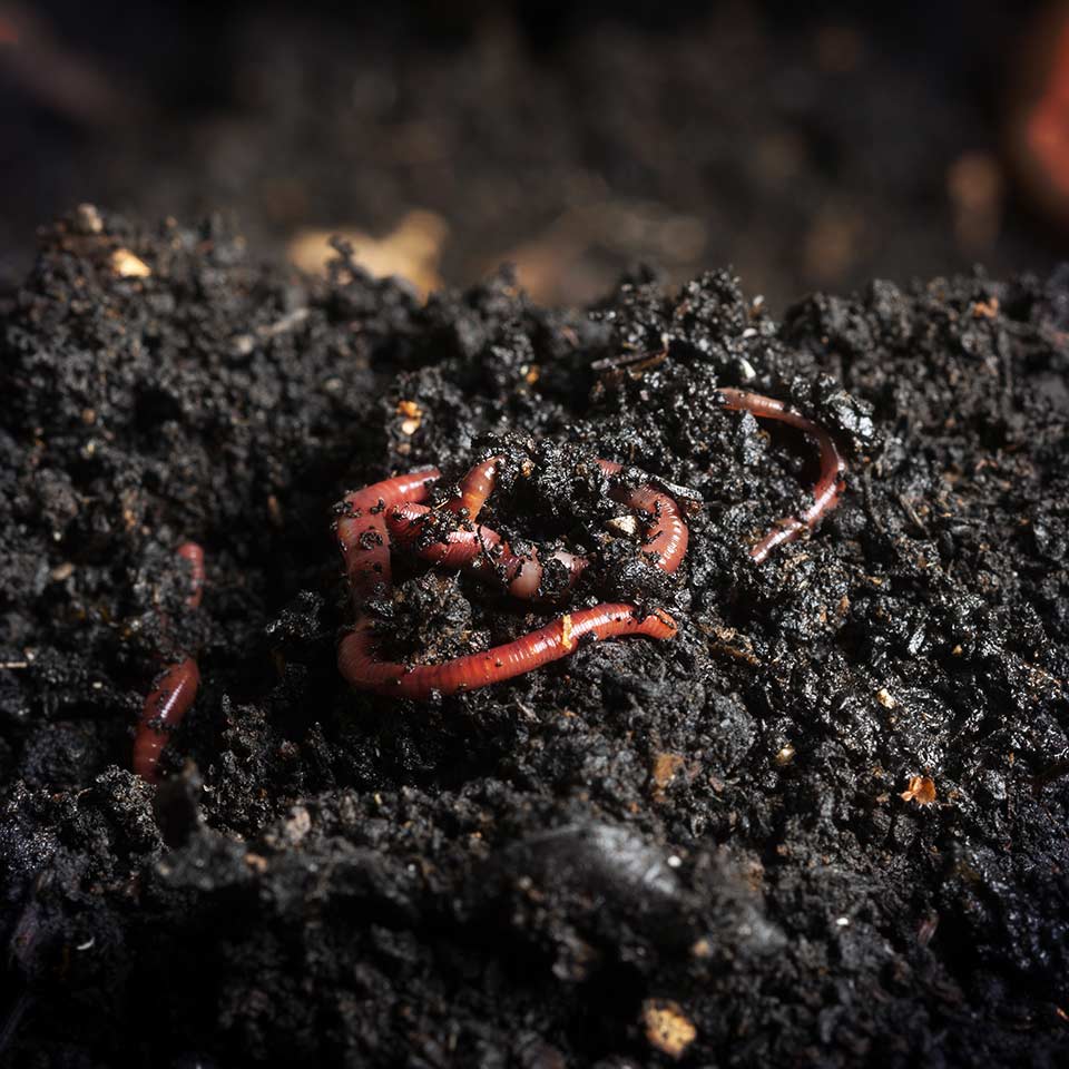 Soil with earthworms, showing healthy soil life