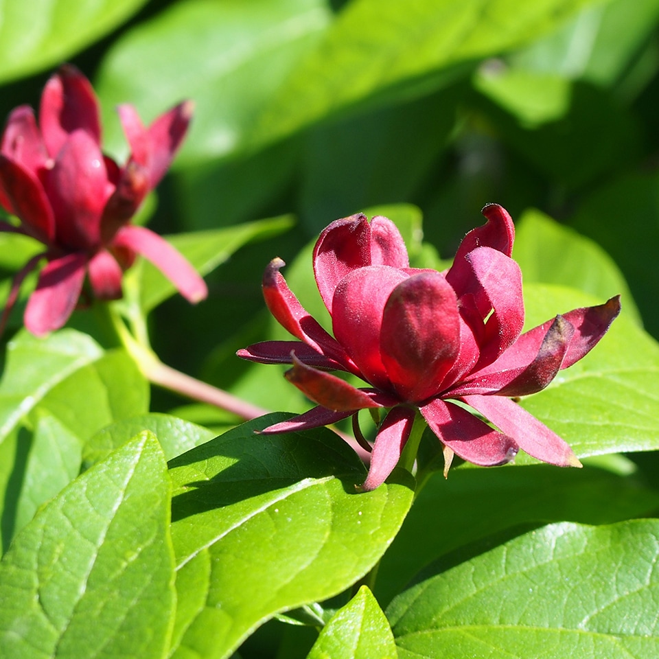 Spicebush shrub with green leaves