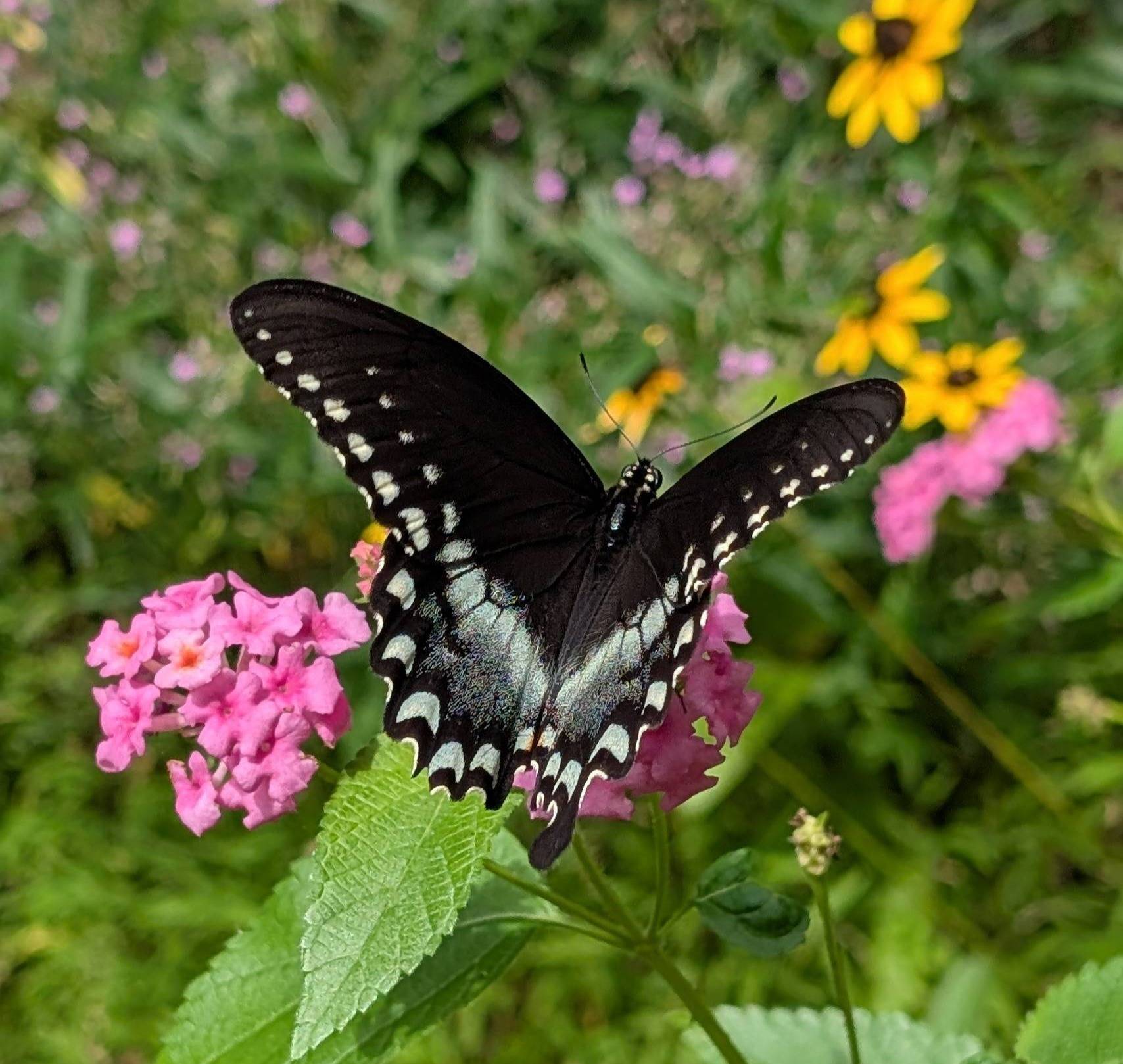 Spicebush swallowtail on late summer blooms