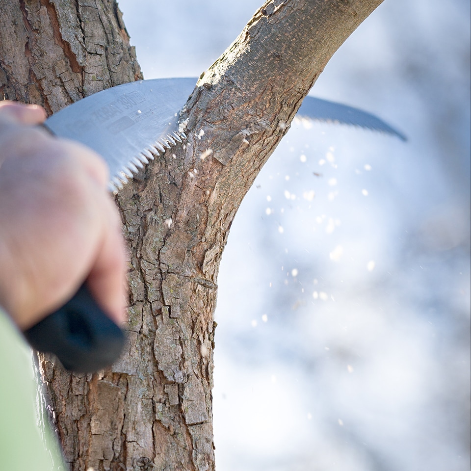 Handsaw used for annual structural pruning of trees