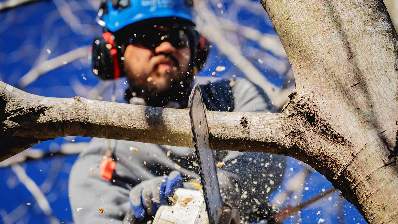 Structural pruning techniques for tree safety and strength.