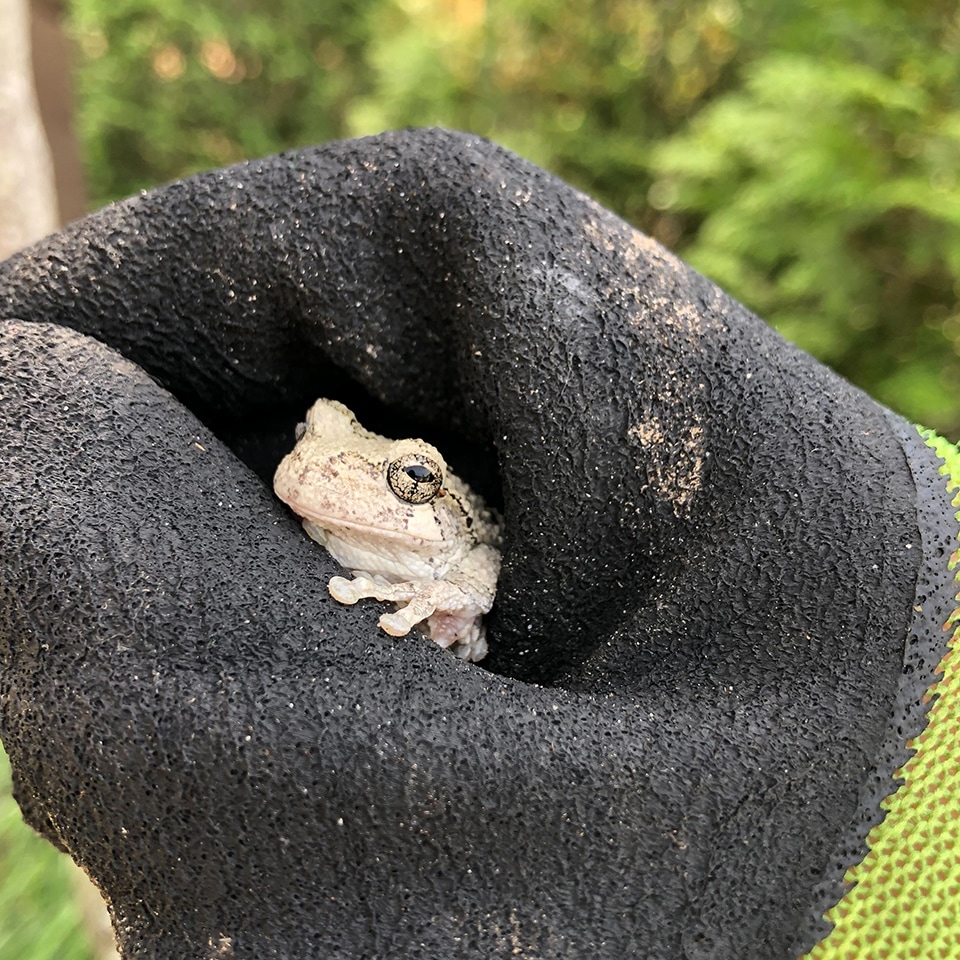 One of the best parts about working outside is encountering lots of new friends like this frog.