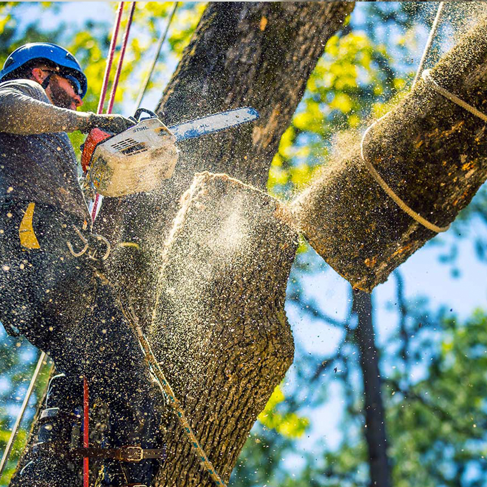 arborist in tree with chainsaw removing a large part of the trunk