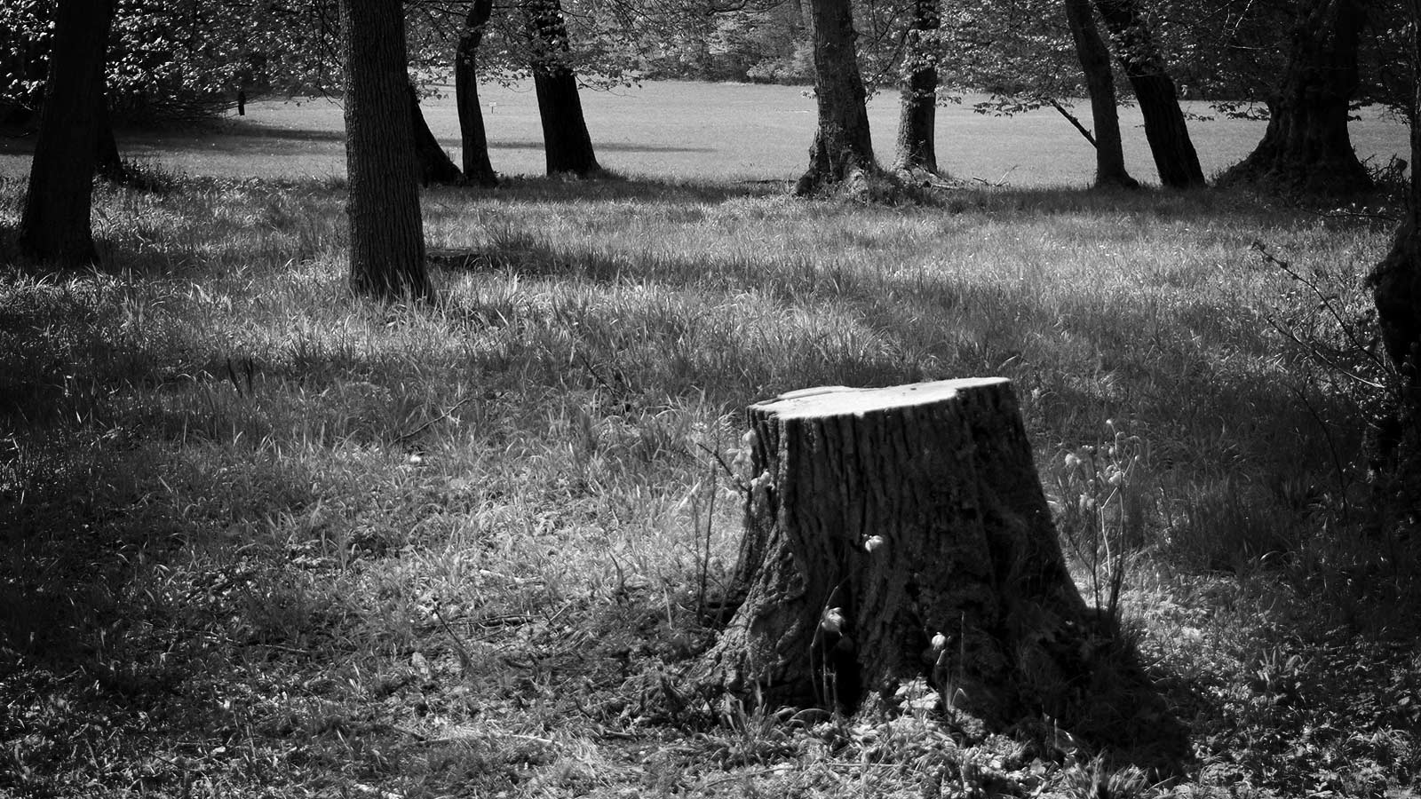 black and white photo of a tree stump