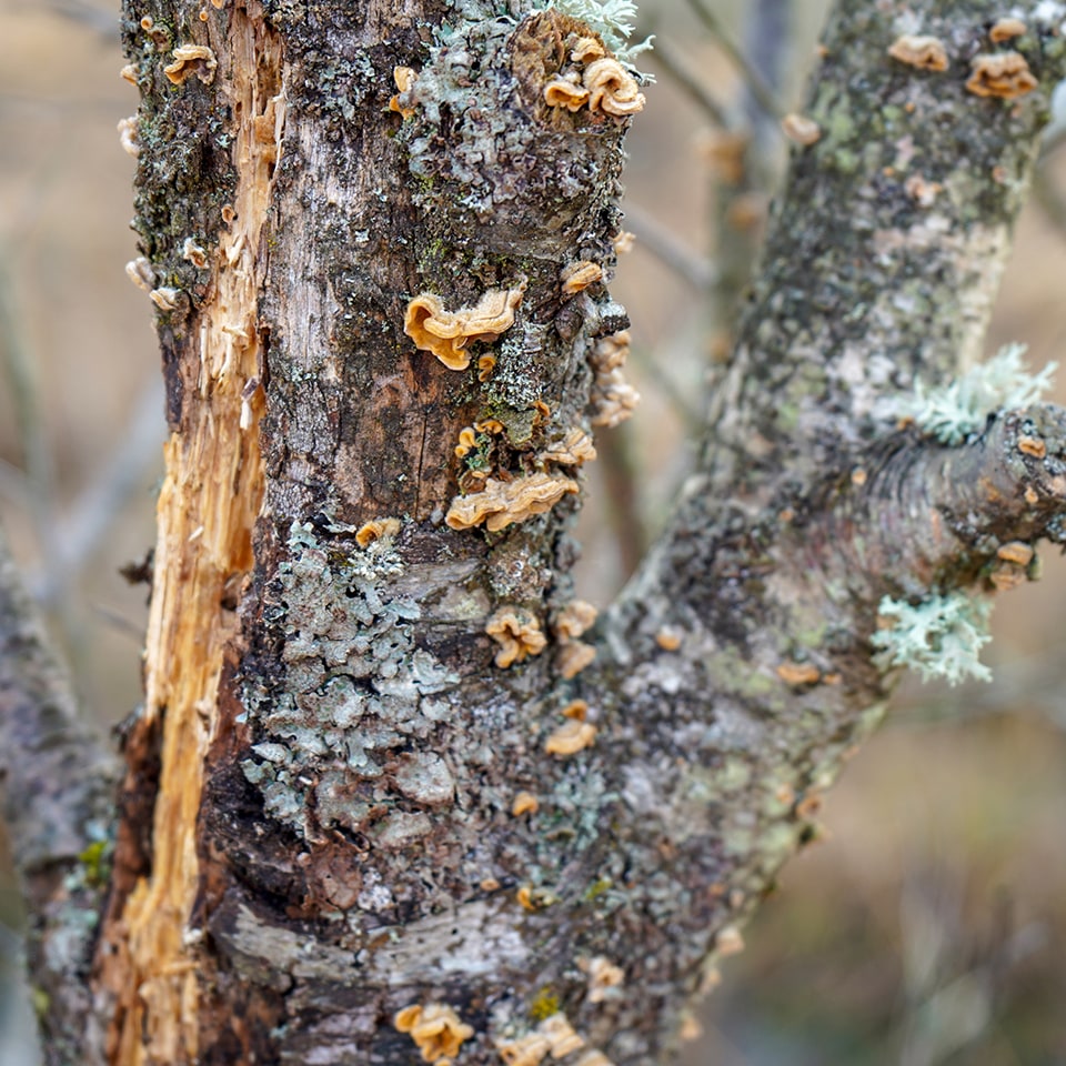 Tree branch with visible rot, not suitable for swing