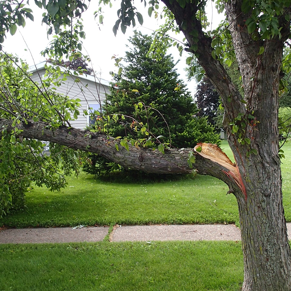 Tree branch with split, unsafe for swing