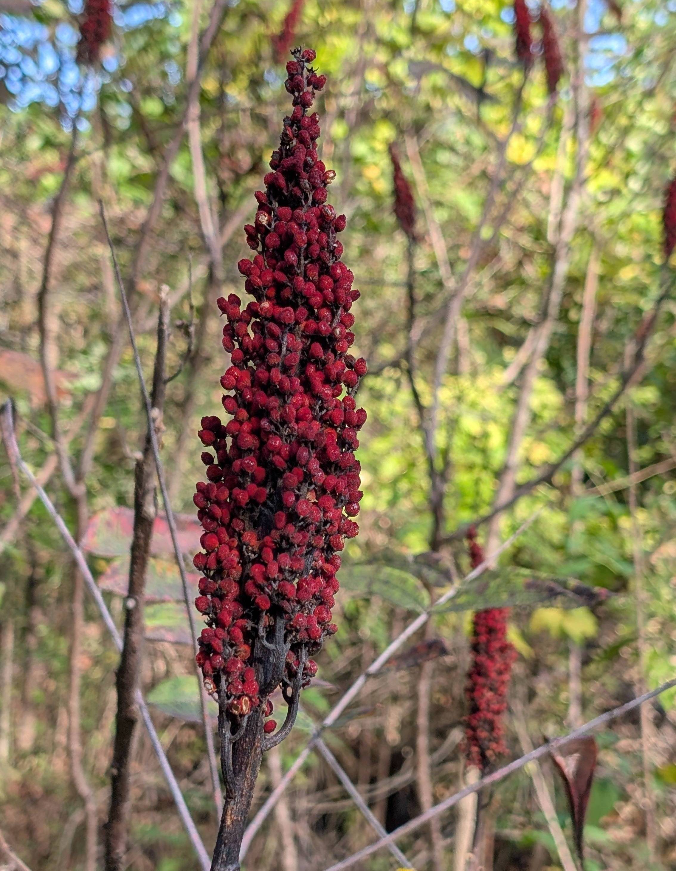 Fall food for birds: sumac berries which can also be used as a natural dye