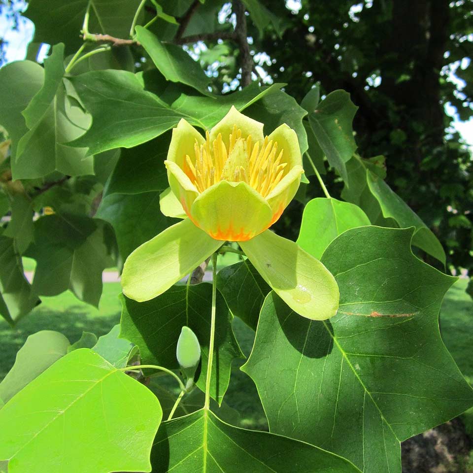 Tulip tree, native to North Carolina