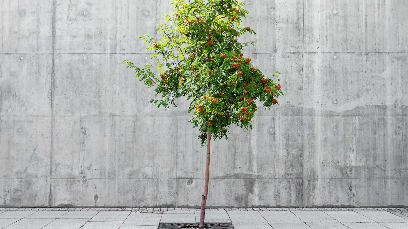 Urban trees facing unique challenges in city environments.