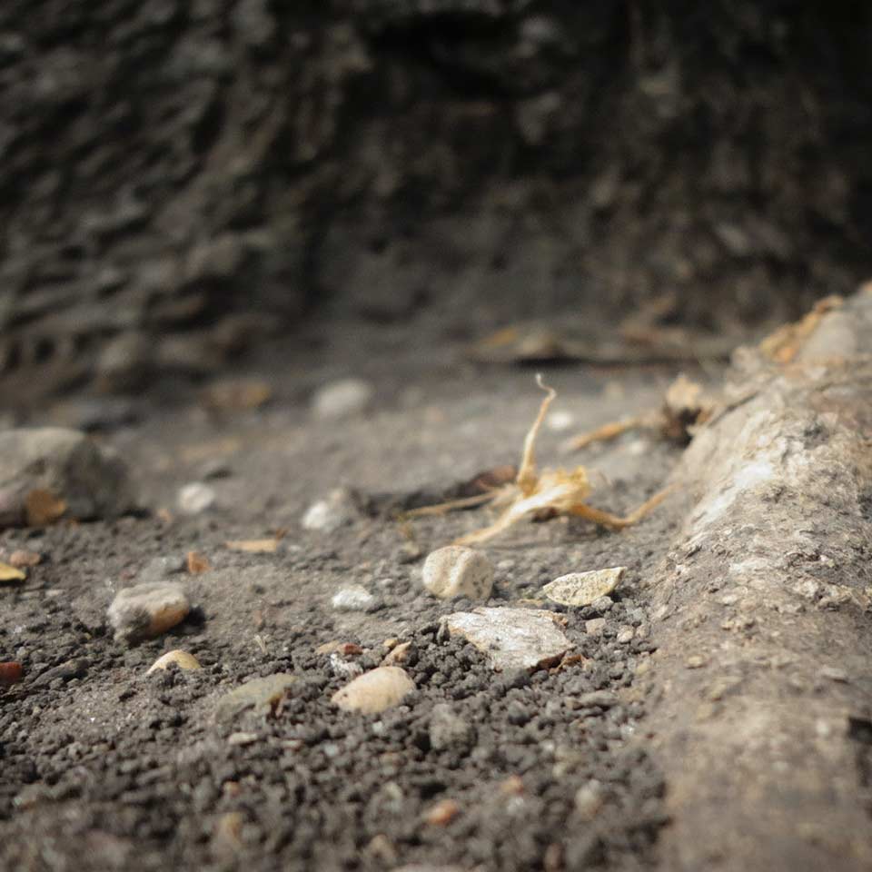 Urban tree in poor soil, showing dead dirt around roots