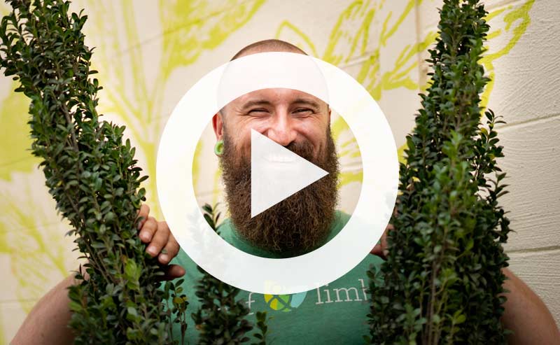 Urban trees facing city challenges and stress factors.