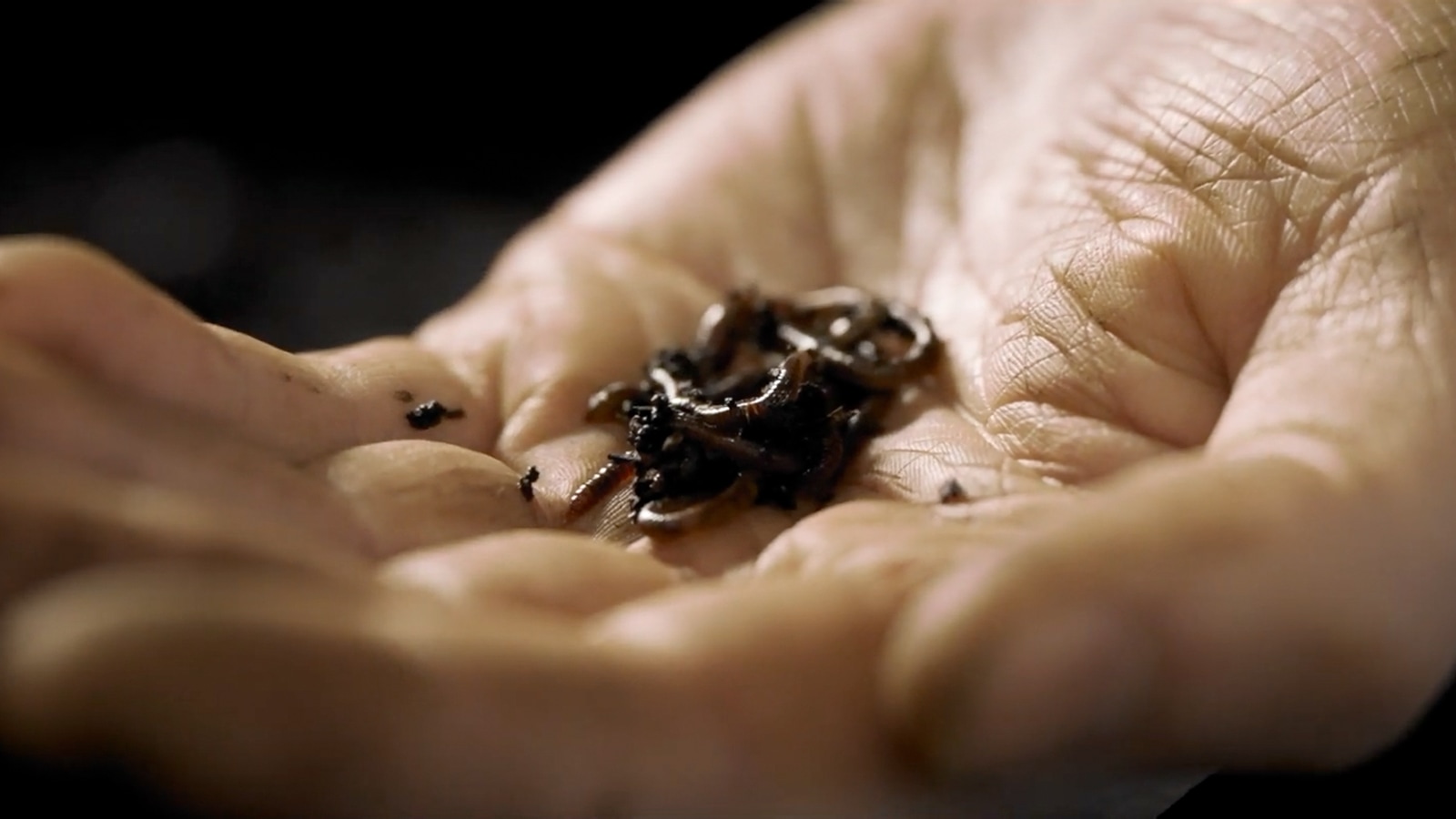 Worm composting setup with red wiggler worms and organic matter.