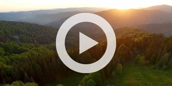 Healthy trees growing together, supporting a vibrant planet.