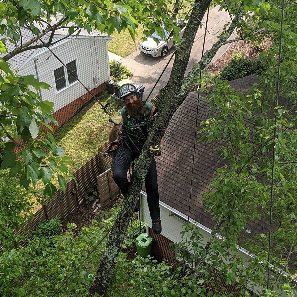 Drew pauses to wave hello in the middle a structural pruning job.