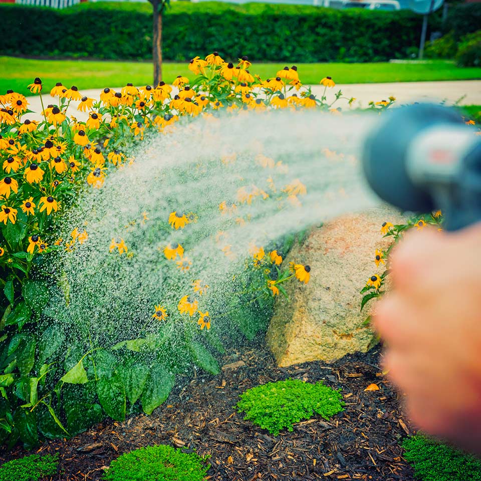 Watering a young tree with a garden hose