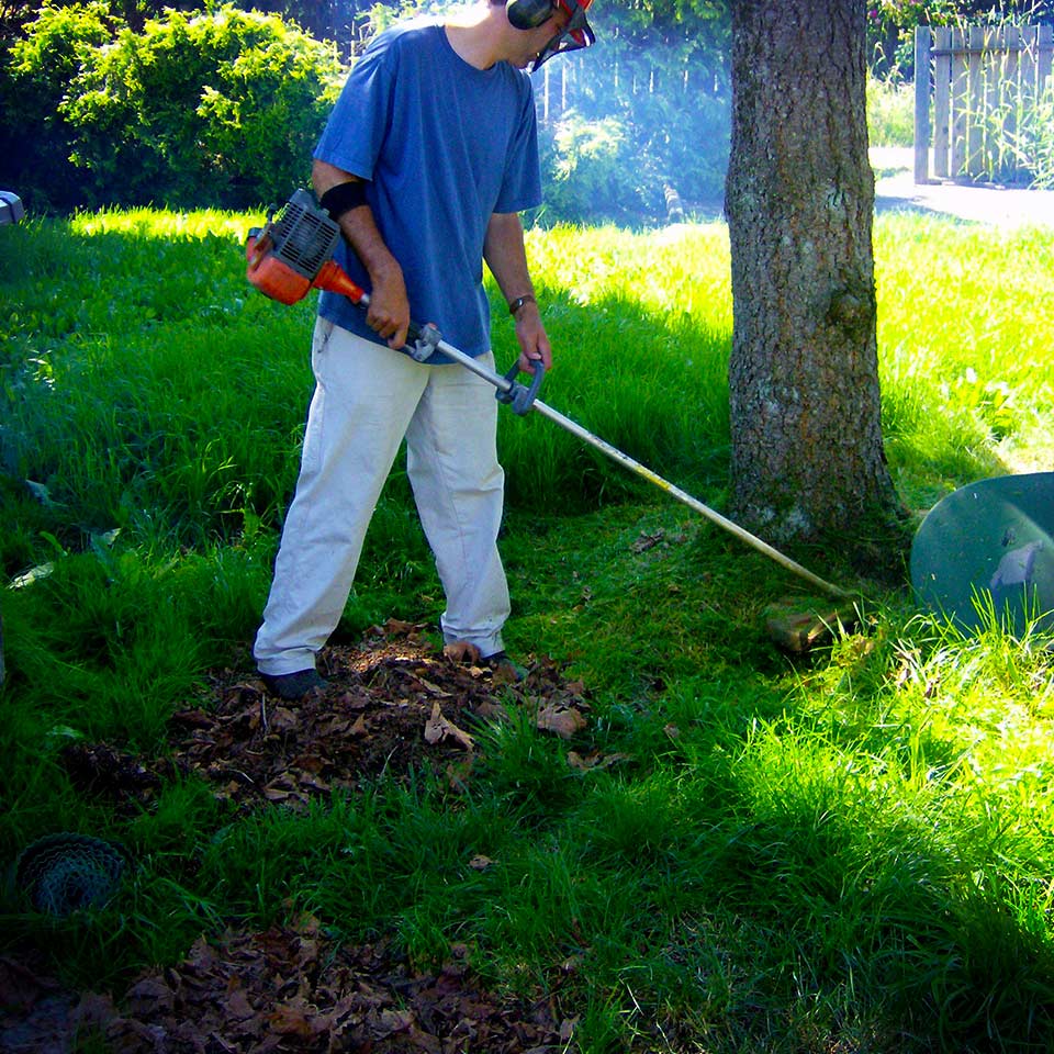 Wood chips protecting tree trunk from string trimmer