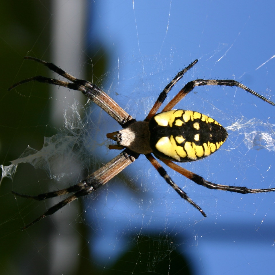 Yellow garden spider in orb web